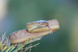 Boiga head