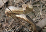 Defesive brown snake