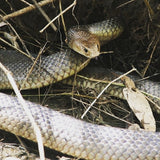 an eastern brown snake hiding under tree roots