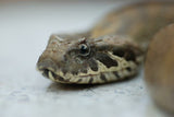 Death adder headshot