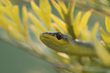 Green Tree snake Headshot