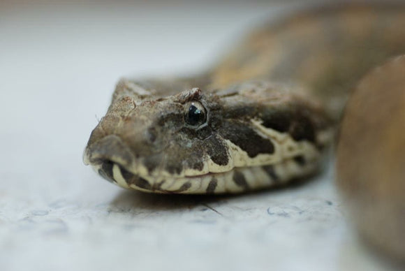 Course in Reptile and Venomous Snake Handling (Theory)