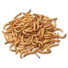 Mealworm Care Sheet